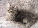 Selene Siberian - Siberian Kitten For Sale - AL&comma; US