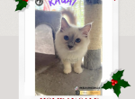 Kauai lilac pointed Mitted female Ragdoll - Ragdoll Kitten For Sale - Puyallup&comma; WA&comma; US