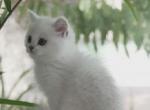 Blue Eyes Full of Love - Scottish Straight Kitten For Sale - Richmond&comma; TX&comma; US