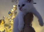 Med Blue - Balinese Kitten For Sale - Dallas&comma; TX&comma; US