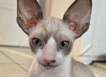 Cornish Rex Female Kitten - Cornish Rex Kitten For Sale - NJ&comma; US
