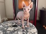 Angel - Sphynx Kitten For Sale - Wellesley&comma; MA&comma; US