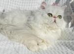 Annabel - Persian Kitten For Sale - Houston&comma; TX&comma; US