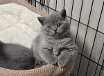 Toby - Scottish Straight Kitten For Sale - New York&comma; NY&comma; US