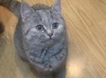 Cleo - Scottish Fold Kitten For Sale - 