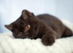 Nola - British Shorthair Kitten For Sale - Jacksonville&comma; FL&comma; US