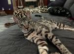 Loki aka Koki - Bengal Kitten For Sale - Oklahoma City&comma; OK&comma; US