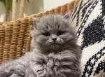 Honey - British Shorthair Kitten For Sale - Phila&comma; PA&comma; US