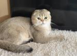 Rikky - Scottish Fold Cat For Sale - Rio Linda&comma; CA&comma; US