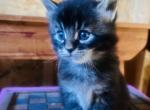 January 26 - Maine Coon Kitten For Sale - East Taunton&comma; MA&comma; US