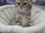 Edwin - Scottish Fold Kitten For Sale - Naperville&comma; IL&comma; US