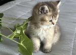Sweet girl - Scottish Straight Kitten For Sale - Inman&comma; SC&comma; US