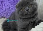 Fanny - Scottish Fold Kitten For Sale - Hollywood&comma; FL&comma; US