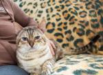 Simba - Bengal Cat For Sale - IL&comma; US