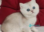 Richy - Scottish Straight Kitten For Sale - Hollywood&comma; FL&comma; US