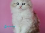 Naomi - Scottish Straight Kitten For Sale - Hollywood&comma; FL&comma; US