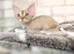 Moderna - Devon Rex Kitten For Sale