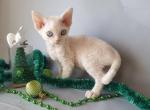 Stefania - Devon Rex Kitten For Sale - Norwalk&comma; CT&comma; US