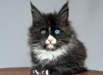 Magnifiko - Maine Coon Kitten For Sale - Pembroke Pines&comma; FL&comma; US