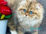 Demi Moore - Persian Kitten For Sale - Pembroke Pines&comma; FL&comma; US
