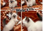 Siamese Munchkins - Munchkin Kitten For Sale - Anderson&comma; SC&comma; US