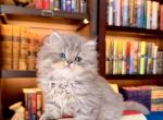 Spritz - Persian Kitten For Sale - Pensacola&comma; FL&comma; US