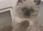 Esme - Himalayan Kitten For Sale - Dover&comma; NH&comma; US