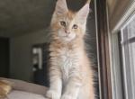 Male Maine Coon kitten Eggroll Litter E - Maine Coon Kitten For Sale - Munith&comma; MI&comma; US
