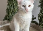 Santa - Maine Coon Kitten For Sale - Munith&comma; MI&comma; US