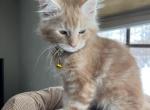 Enchilada Male Maine Coon kitten Litter E - Maine Coon Kitten For Sale - Munith&comma; MI&comma; US