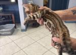 Ready Now - Bengal Kitten For Sale - Melbourne&comma; FL&comma; US