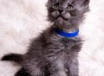 Black Smoke Male - Maine Coon Kitten For Sale - Greensburg&comma; IN&comma; US