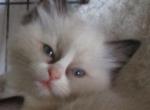 Blossom - Ragdoll Kitten For Sale - Santa Rosa&comma; CA&comma; US