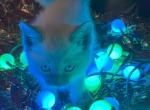 In new home - Siamese Kitten For Sale - CO&comma; US