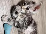 Star Coons Boston Putul - Maine Coon Kitten For Sale - Malden&comma; MA&comma; US