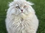 Scottish Fold - Scottish Fold Kitten For Sale - Boca Raton&comma; FL&comma; US