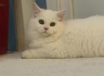 Male Scottish Straight - Scottish Straight Kitten For Sale - Davenport&comma; FL&comma; US