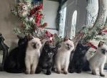 Siamese kittens - Siamese Kitten For Sale - Milwaukie&comma; OR&comma; US