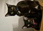 2 sisters - Domestic Kitten For Adoption - Arcadia&comma; CA&comma; US