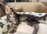 StarCoonBostonIcecream - Maine Coon Kitten For Sale - Malden&comma; MA&comma; US