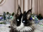 Goa blue eyes exclusive female - Maine Coon Kitten For Sale - Odesa&comma; Odessa Oblast&comma; UA