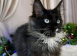 Gabby blue eyes female - Maine Coon Kitten For Sale - Odesa&comma; Odessa Oblast&comma; UA
