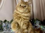 Jacklin - Maine Coon Kitten For Sale - Odesa&comma; Odessa Oblast&comma; UA