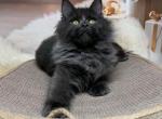 Jenny - Maine Coon Kitten For Sale - 