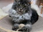 Jam - Maine Coon Kitten For Sale - Odesa&comma; Odessa Oblast&comma; UA