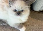 Seal Point and blue point Rag Dolls - Ragdoll Kitten For Sale - Gilbert&comma; AZ&comma; US
