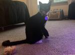 Blake - American Shorthair Cat For Adoption - VA&comma; US