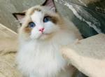 Roger - Ragdoll Kitten For Sale - Los Angeles&comma; CA&comma; US