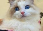 darling - Ragdoll Kitten For Sale - Irvine&comma; CA&comma; US