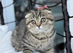 Scottish Fold female girl - Scottish Fold Kitten For Sale - Celebration&comma; FL&comma; US